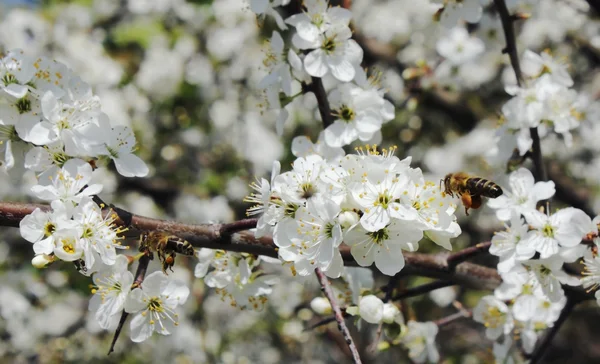 Duas abelhas — Fotografia de Stock