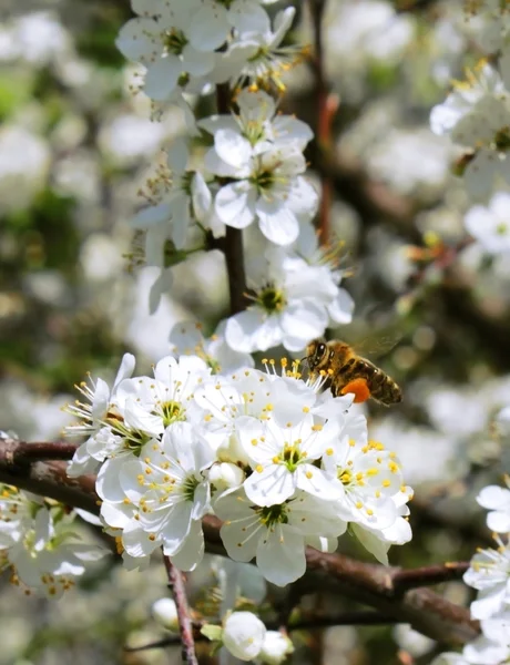 野生の蜂は蜂蜜を収集します。 — ストック写真