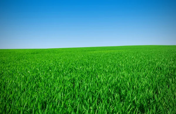 푸른 잔디와 풀밭 — 스톡 사진