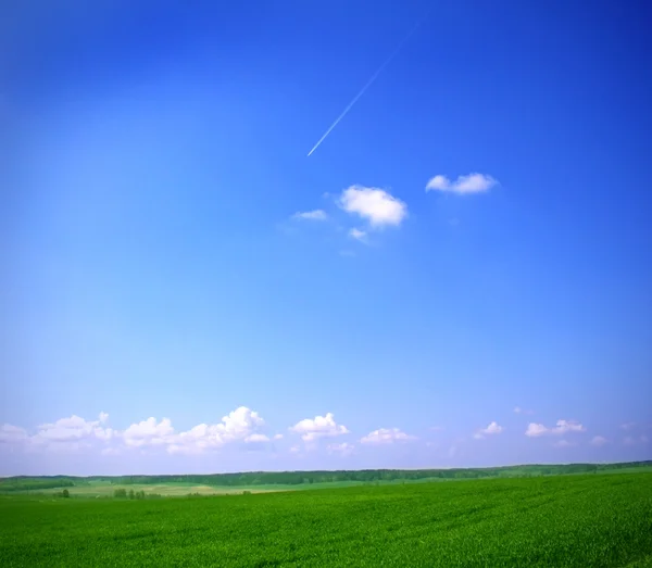 Луг і блакитне небо — стокове фото