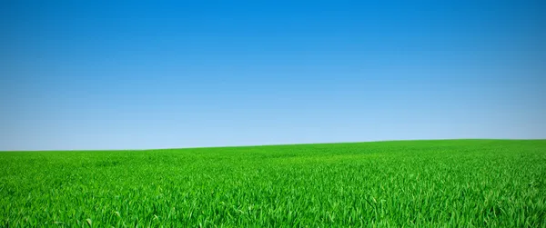 Panorama de um prado — Fotografia de Stock