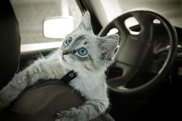 Кот сидит в машине. — стоковое фото