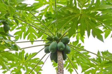Papaya tree clipart