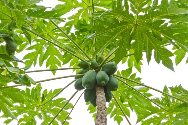 Árbol de papaya — Foto de Stock
