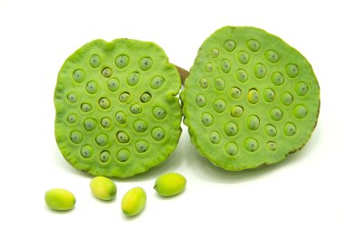 Lotus seed clipart