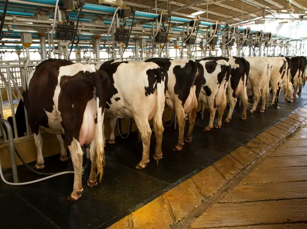 Vaca lechera Imágenes de stock libres de derechos