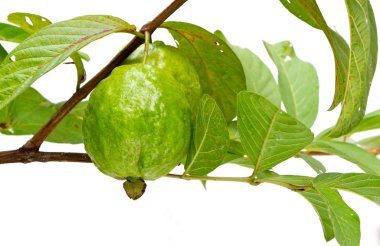 Guava tree clipart