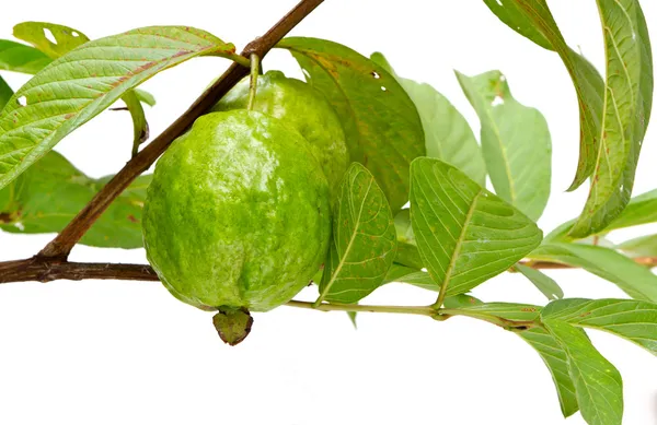 Guaven-Baum — Stockfoto