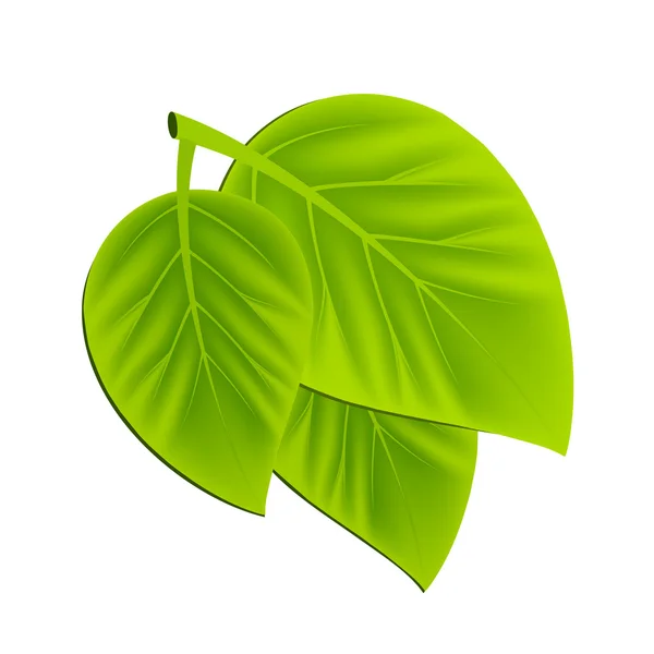 stock vector Leaves