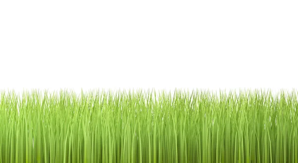 Трава выделена на белом фоне — стоковое фото