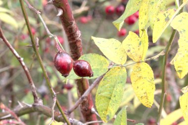 Die Früchte der Apfel-Rose im Herbst.