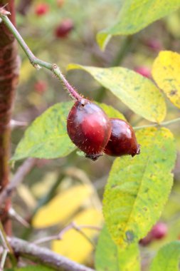 Die Früchte der Apfel-Rose im Herbst.