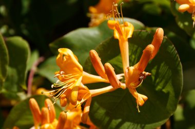 Blüte das Gold-Geißblattes im Frühsommer.