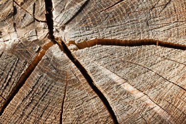 Holz. Ein Querschnitt durch einen Baumstamm.