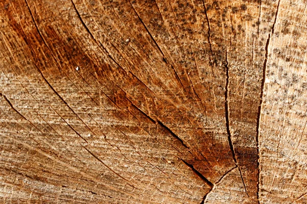 Holz. Ein Querschnitt durch einen Baumstamm. — Stock Photo, Image