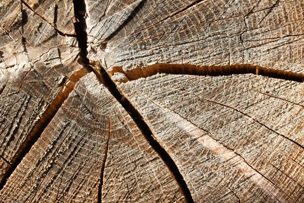 Holz. Ein Querschnitt durch einen Baumstamm. Stockfoto