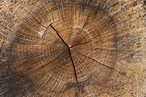 Holz. Ein Querschnitt durch einen Baumstamm. Royaltyfria Stockfoton