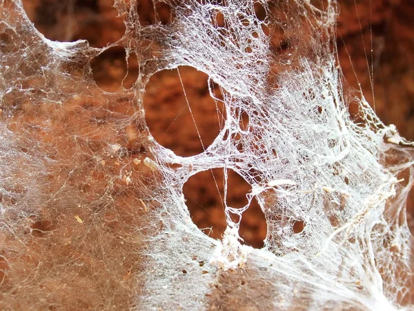 Spider's Web — Stock Photo, Image