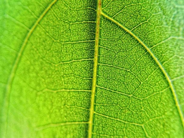 Venas de hojas — Foto de Stock