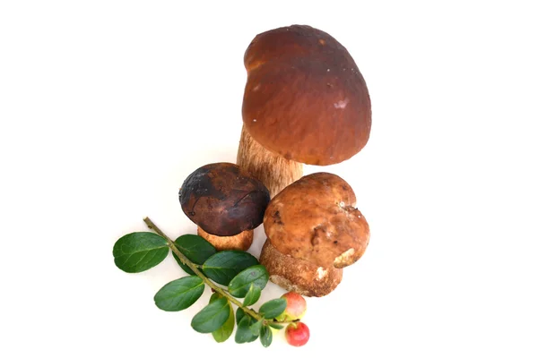 Wild mushrooms — Stock Photo, Image