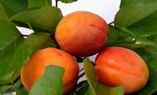 Сочные абрикосы — стоковое фото