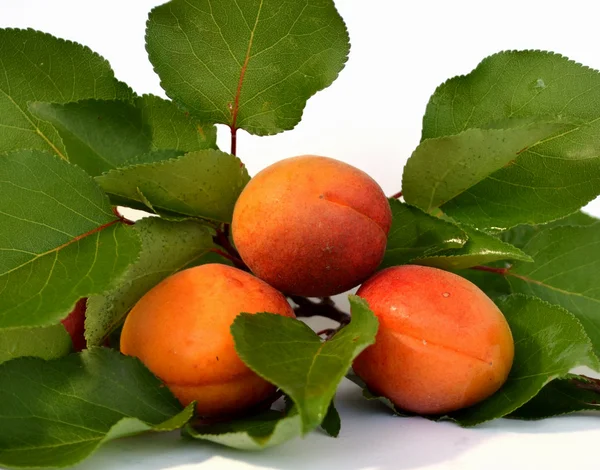 Saftiga aprikoser — Stockfoto