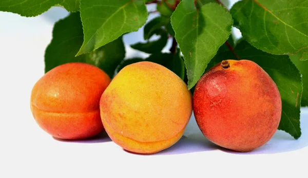 Juicy apricots — Stock Photo, Image