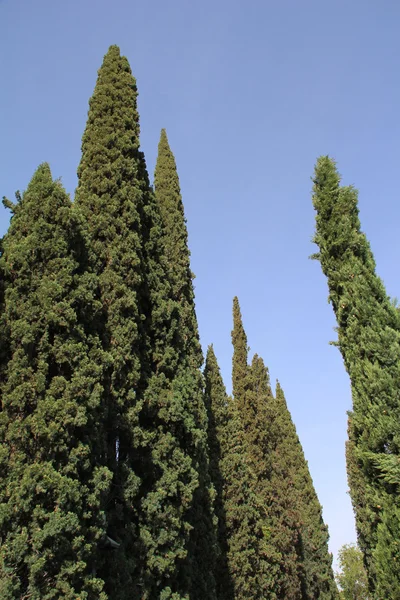 stock image Cypress