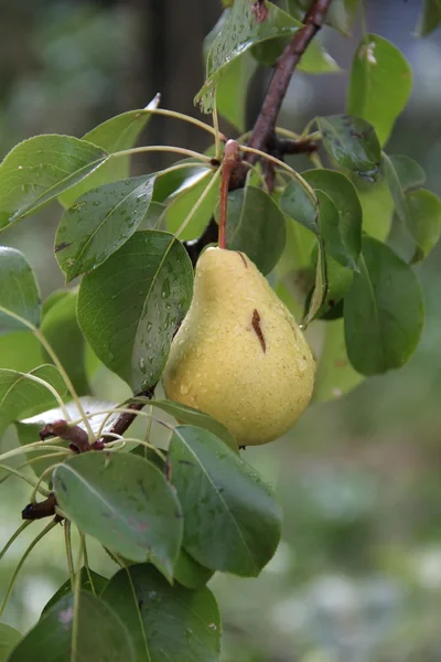 Pear on the branch