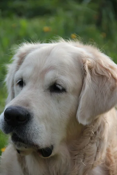 yeşil bir arka plan üzerinde bir av köpeği