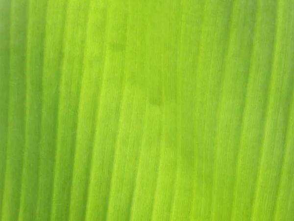 Banana foglia sfondo — Foto Stock