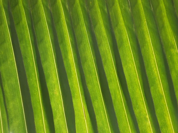 녹색 코코넛 잎 패턴 — 스톡 사진