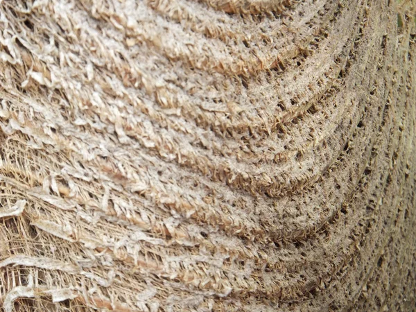 Coconut leaf sheath. — Stock Photo, Image