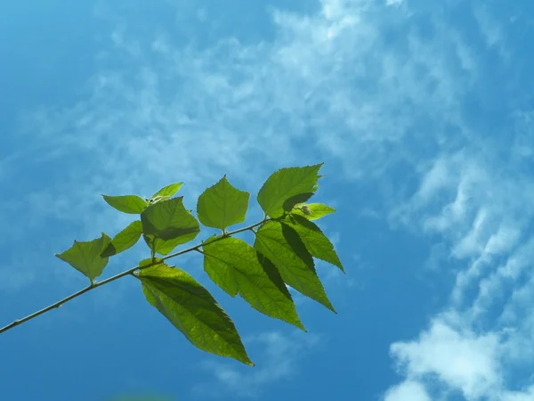 Frunze strălucitoare și cer — Fotografie, imagine de stoc