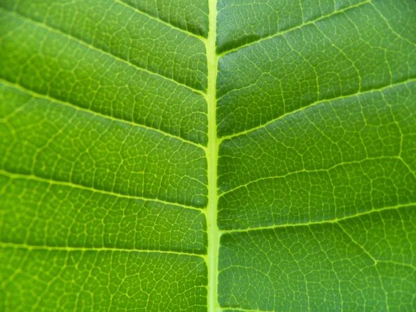 Textura frunzelor — Fotografie, imagine de stoc
