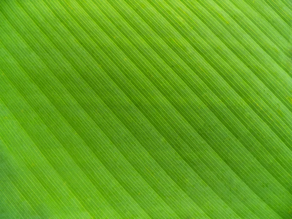 Bananenblatt Hintergrund — Stockfoto