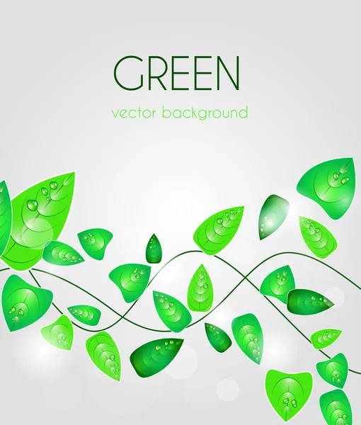 Green leafs — Stock Vector