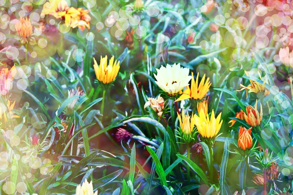 Heldere bloemen — Stockfoto