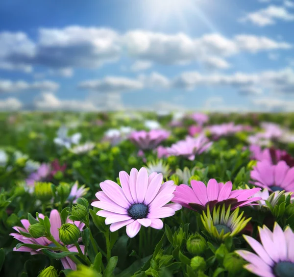 Meadow with fowers — Stock Photo, Image