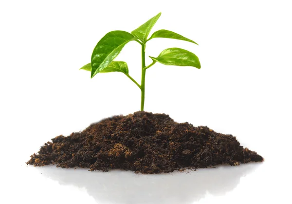 stock image Small plant