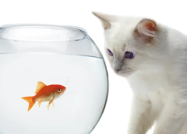 Кіт і золота риба — стокове фото