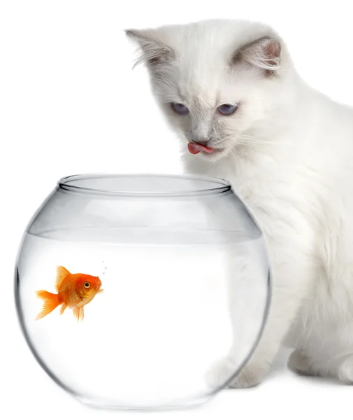 Gatto e un pesce d'oro — Foto Stock