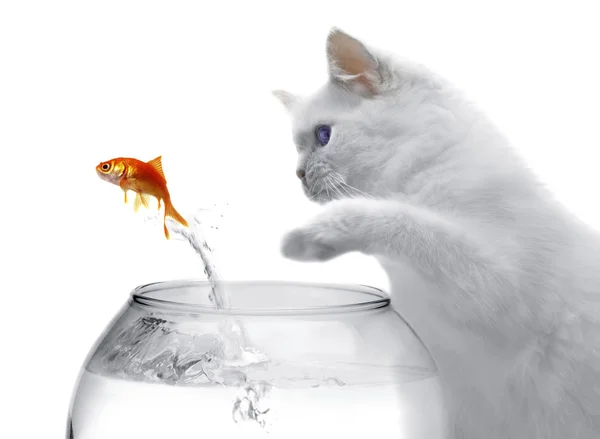 Кошка и золотая рыбка — стоковое фото