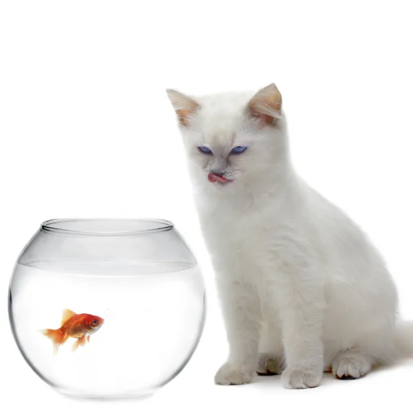 Gato e um peixe dourado — Fotografia de Stock
