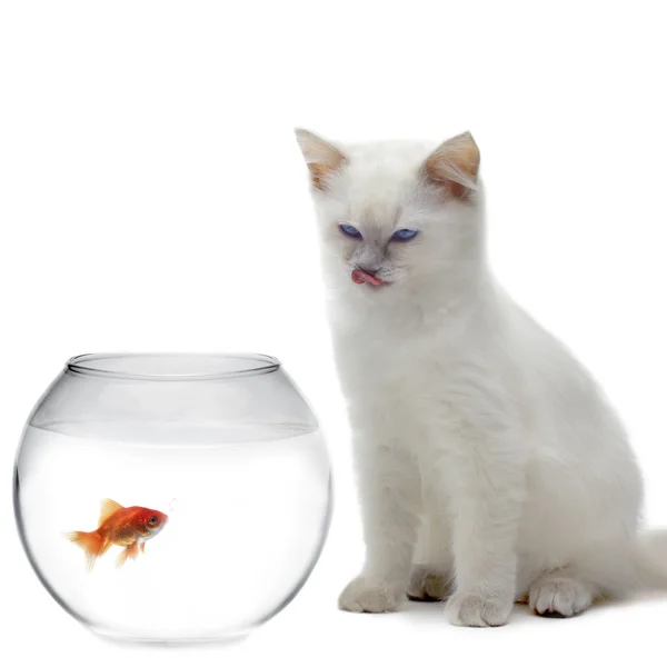 Macska és egy aranyhal — Stock Fotó