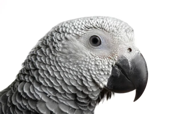 Papegoja isolerad på vit — Stockfoto