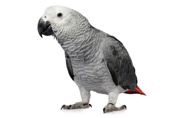 Папуга ізольована на білому — стокове фото