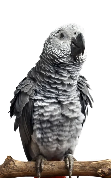 Papuga na białym tle — Zdjęcie stockowe