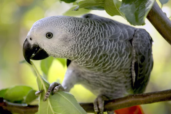 Un pappagallo grigio africano — Foto Stock