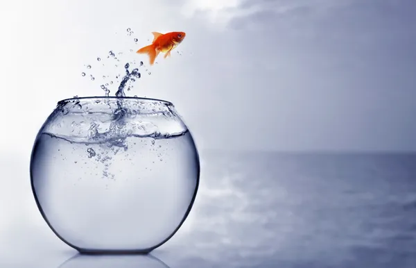 Goldfish saltando para o mar — Fotografia de Stock